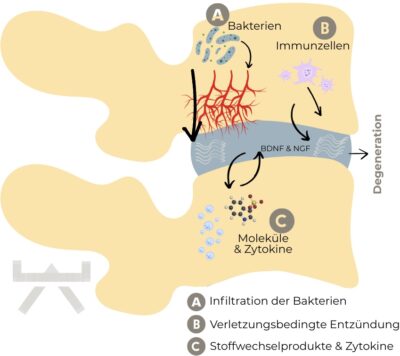 Quelle: Physio Meets Science